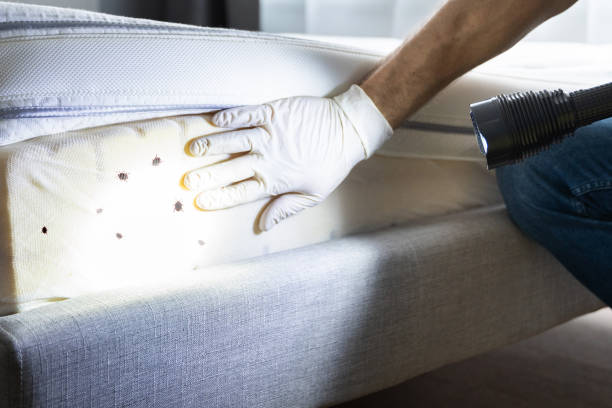 Best Pest Control Near Me  in Franklin, NC
