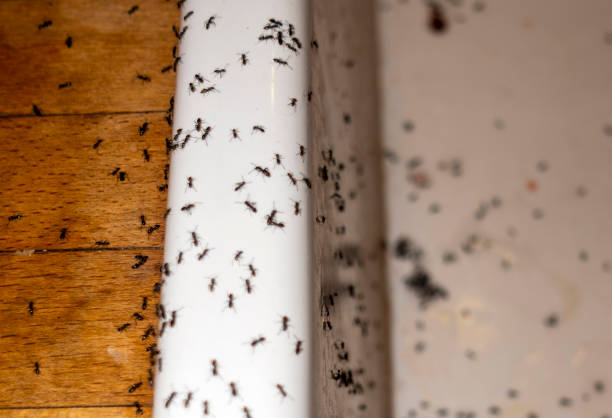 Best Local Pest Control Services  in Franklin, NC