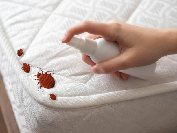 Best Pest Inspection Near Me  in Franklin, NC