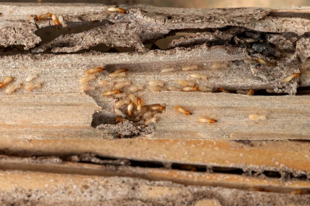 Best Termite Control Services  in Franklin, NC
