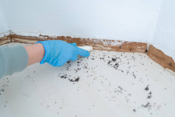Best Mosquito Control Services  in Franklin, NC