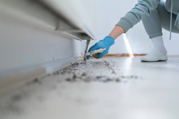 Flea Control Services in Franklin, NC